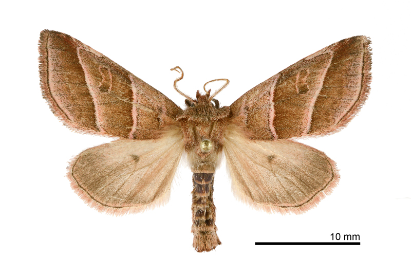 Virgo major Male